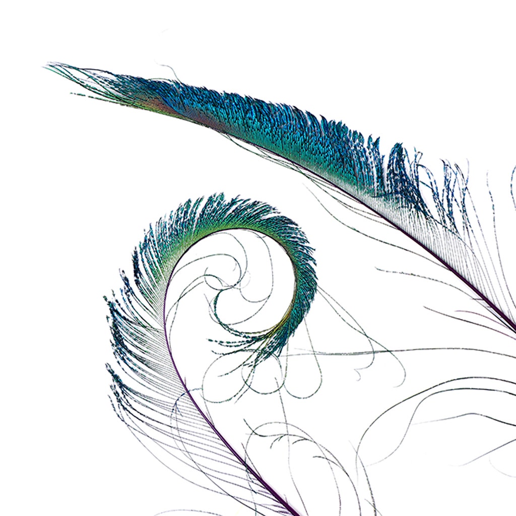 Peacock Swords Stem Dyed - Regal