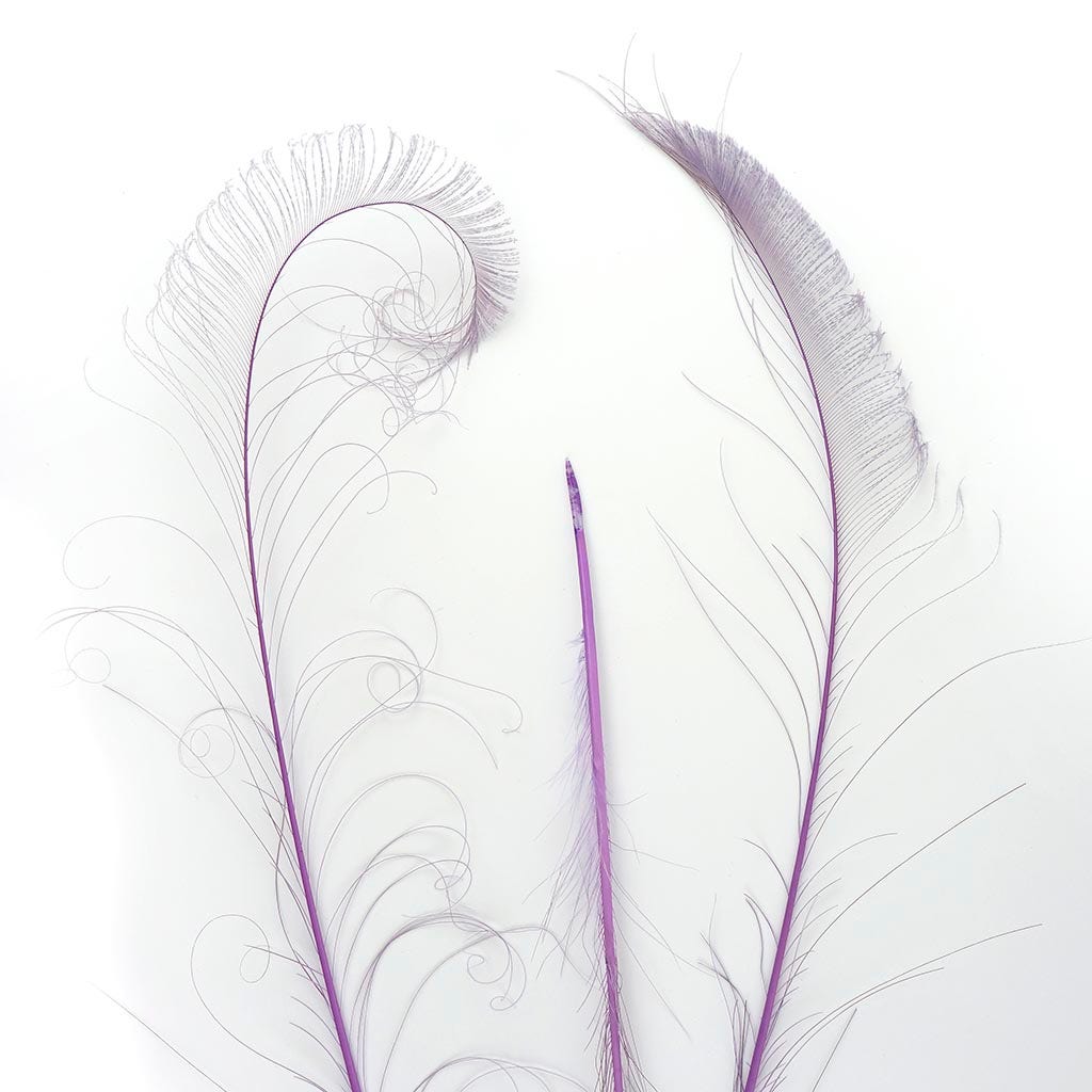 Peacock Swords Bleached/Dyed Orchid
