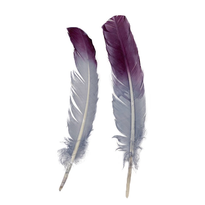 Ombré Turkey Quill Feathers 10-12” 2 pc - Purple-Silver