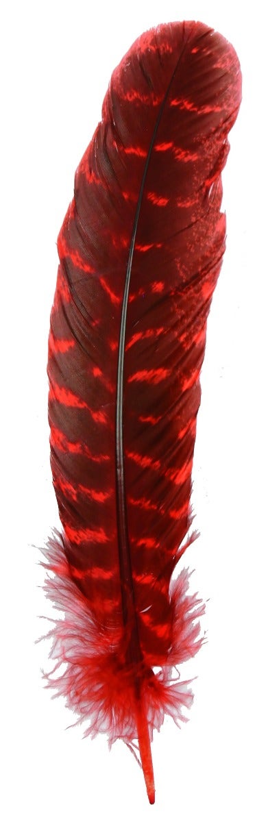 Barred Turkey Quills Wing Feathers 8-12" - Hot Red
