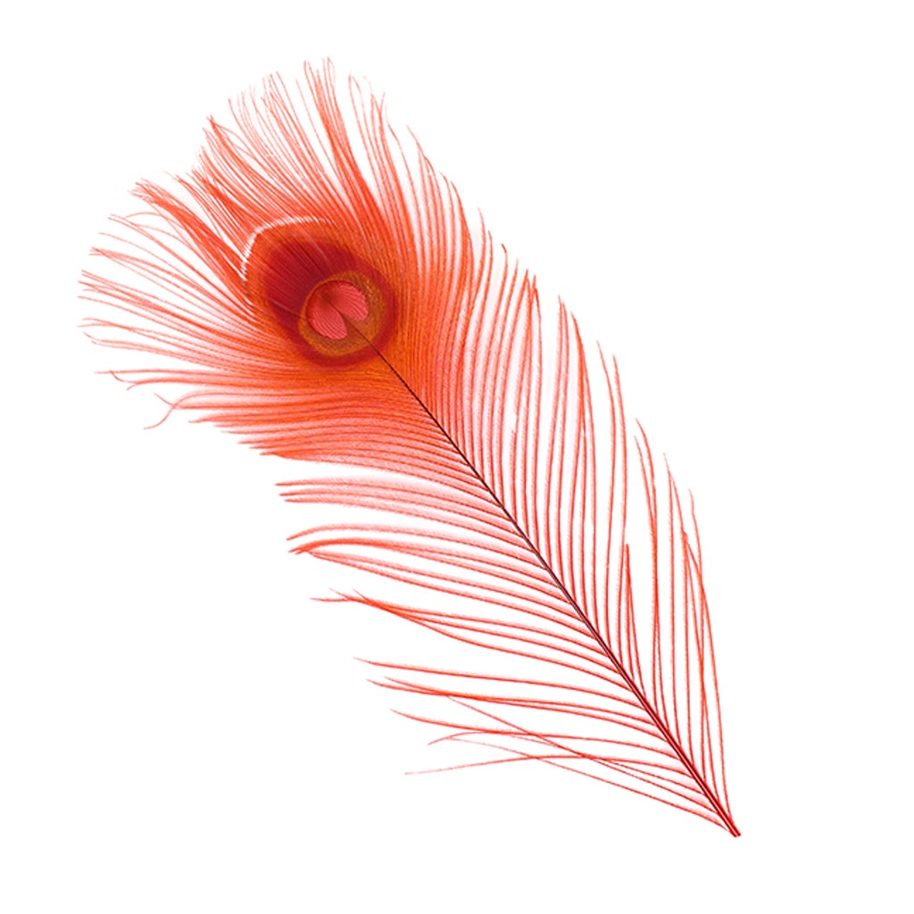 Peacock Tail Eyes Bleached and Dyed - 8-15” - 100 pc - Red