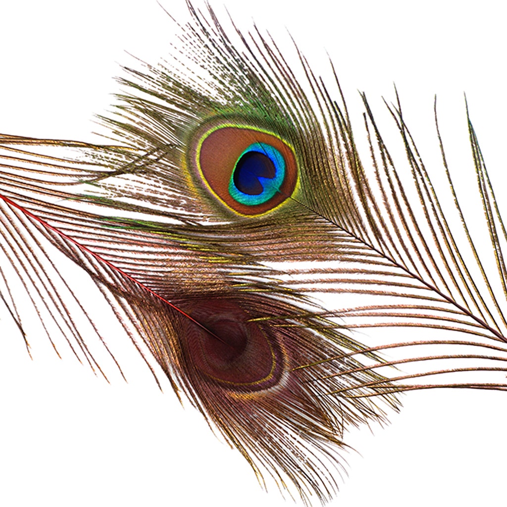 Peacock Tail Eyes Stem Dyed - 25-40 Inch - 100 PCS - Red