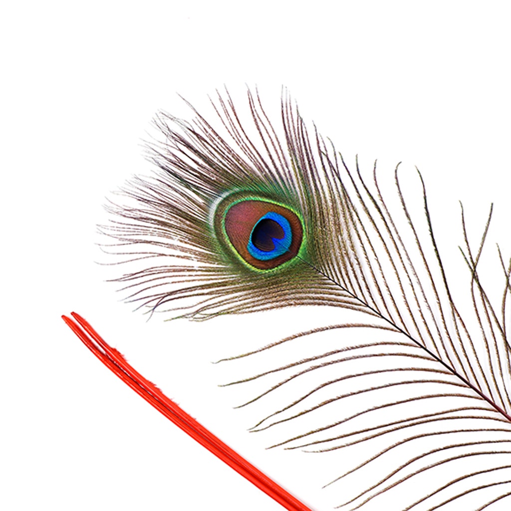 Peacock Tail Eyes Stem Dyed - 25-40 Inch - 100 PCS - Red