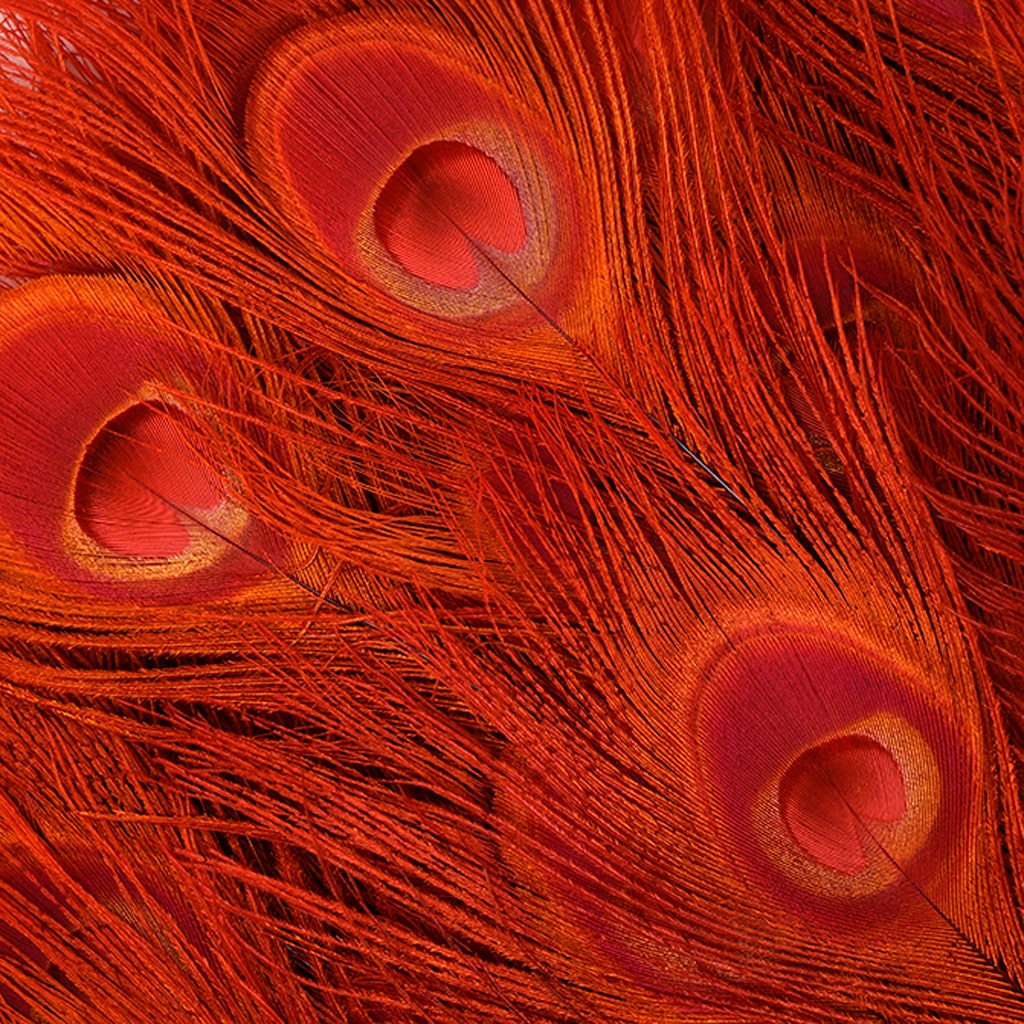 Peacock Tail Eyes Bleached Dyed - Red