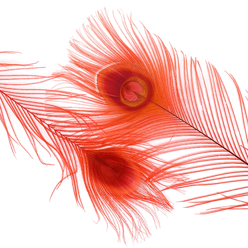 Peacock Tail Eyes Bleached Dyed - Red