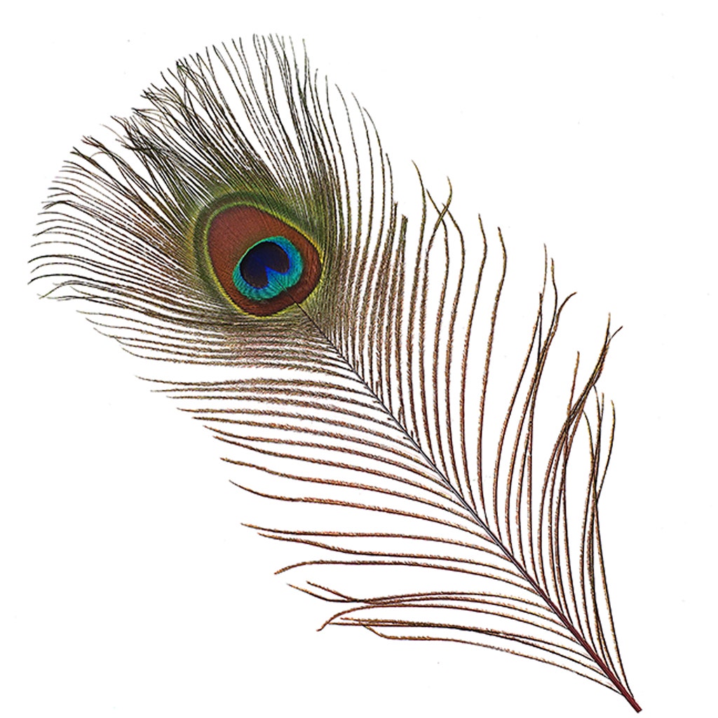 Bulk Peacock Eye Feathers (Full Eye) Stem Dyed 100 PC 8-15" - Red