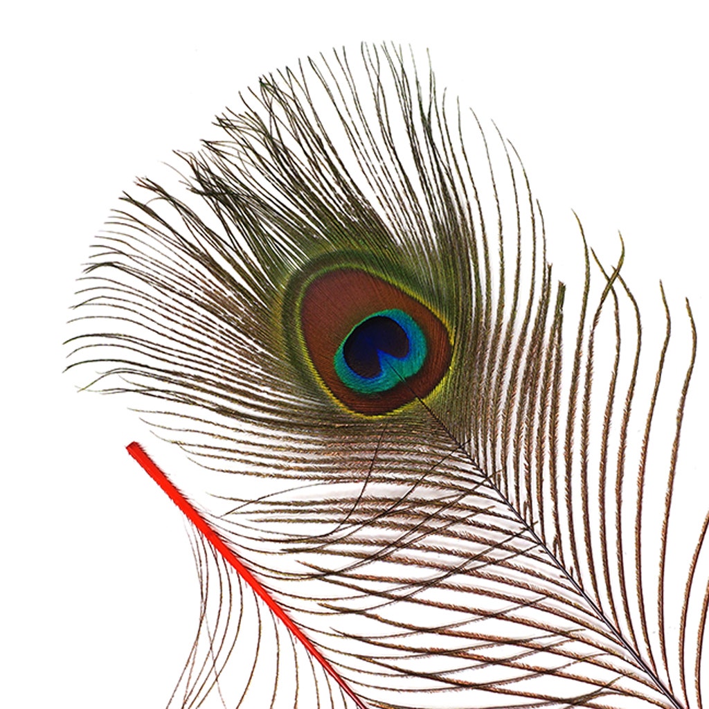 Bulk Peacock Eye Feathers (Full Eye) Stem Dyed 100 PC 8-15" - Red