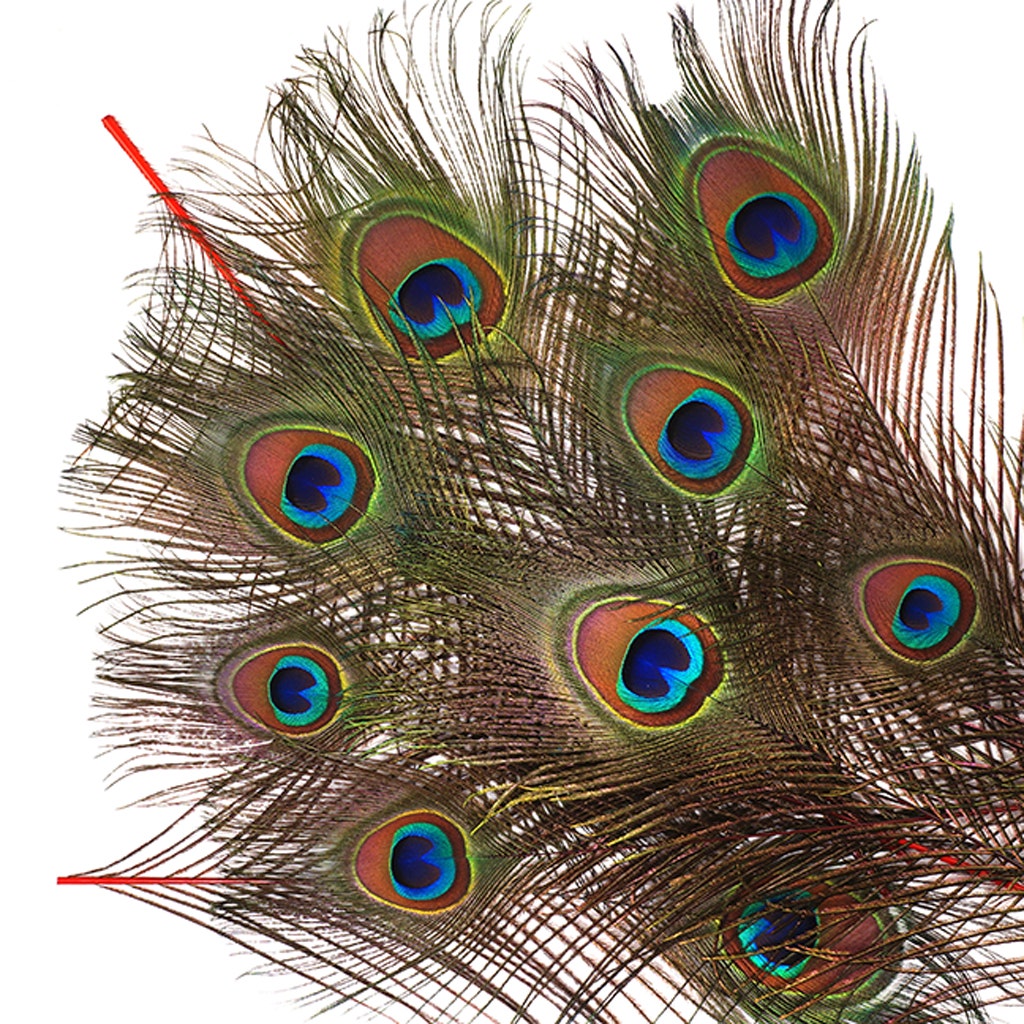Bulk Peacock Eye Feathers (Full Eye) Stem Dyed 100 PC 8-15" - Red