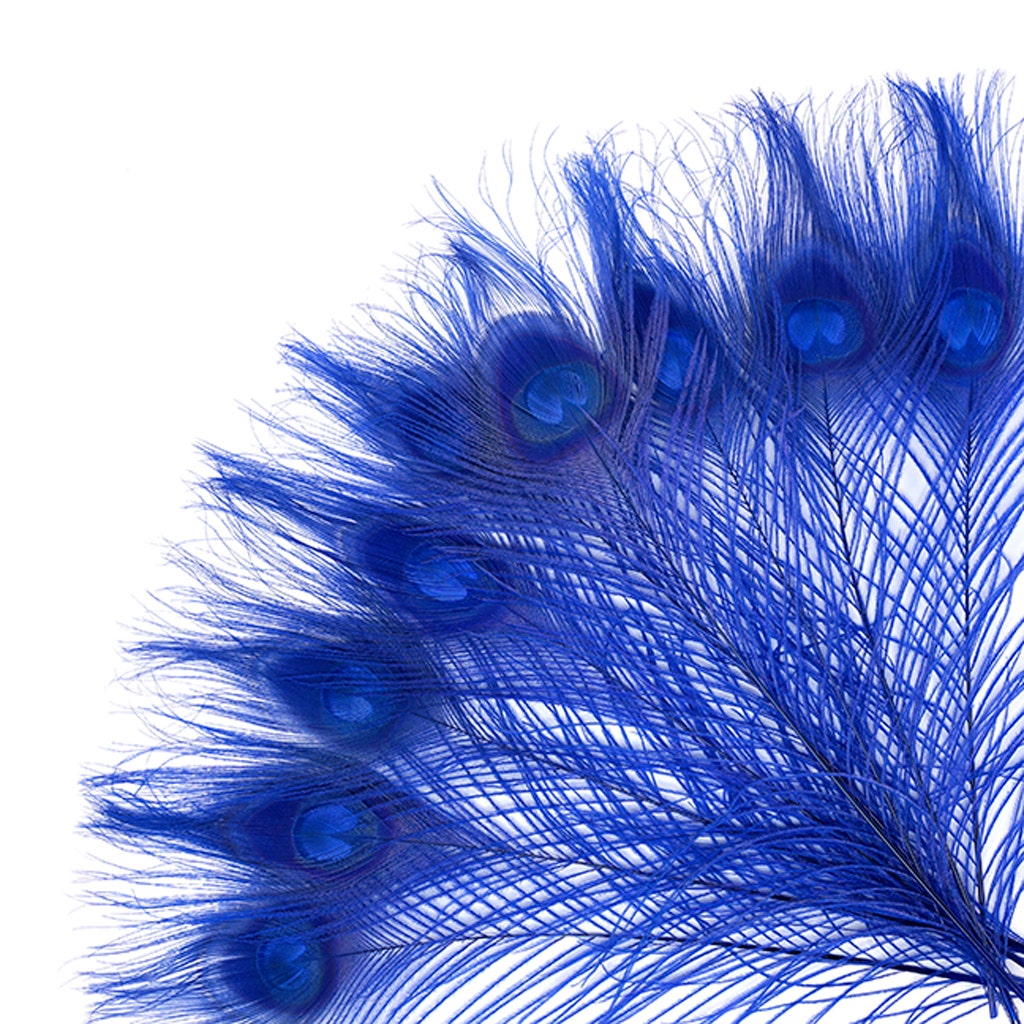 Peacock Tail Eyes Bleached and Dyed - 8-15” - 100 pc - Royal