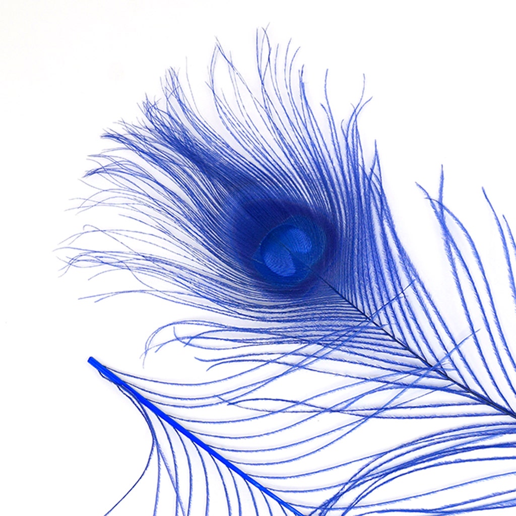 Peacock Tail Eyes Bleached and Dyed - 8-15” - 100 pc - Royal