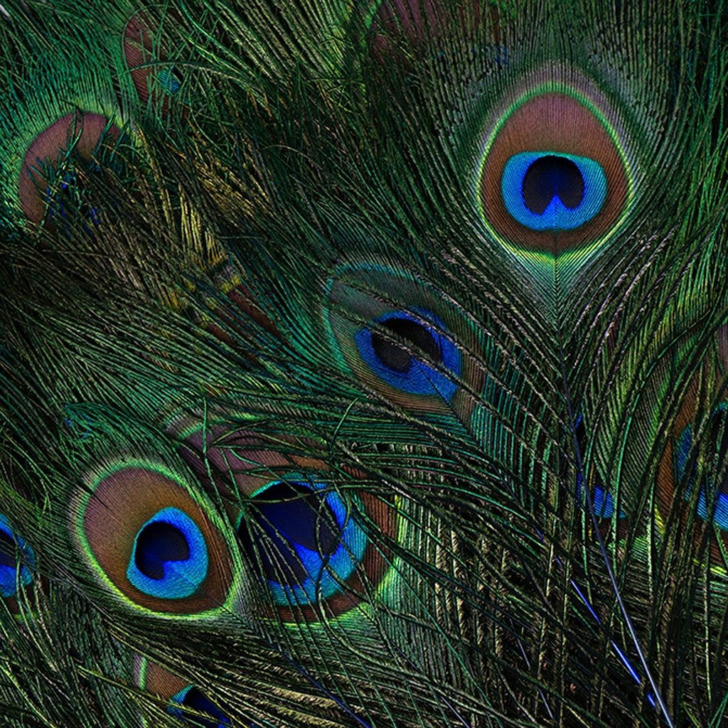 Peacock Tail Eyes Stem Dyed - 25-40 Inch - 100 PCS - Royal