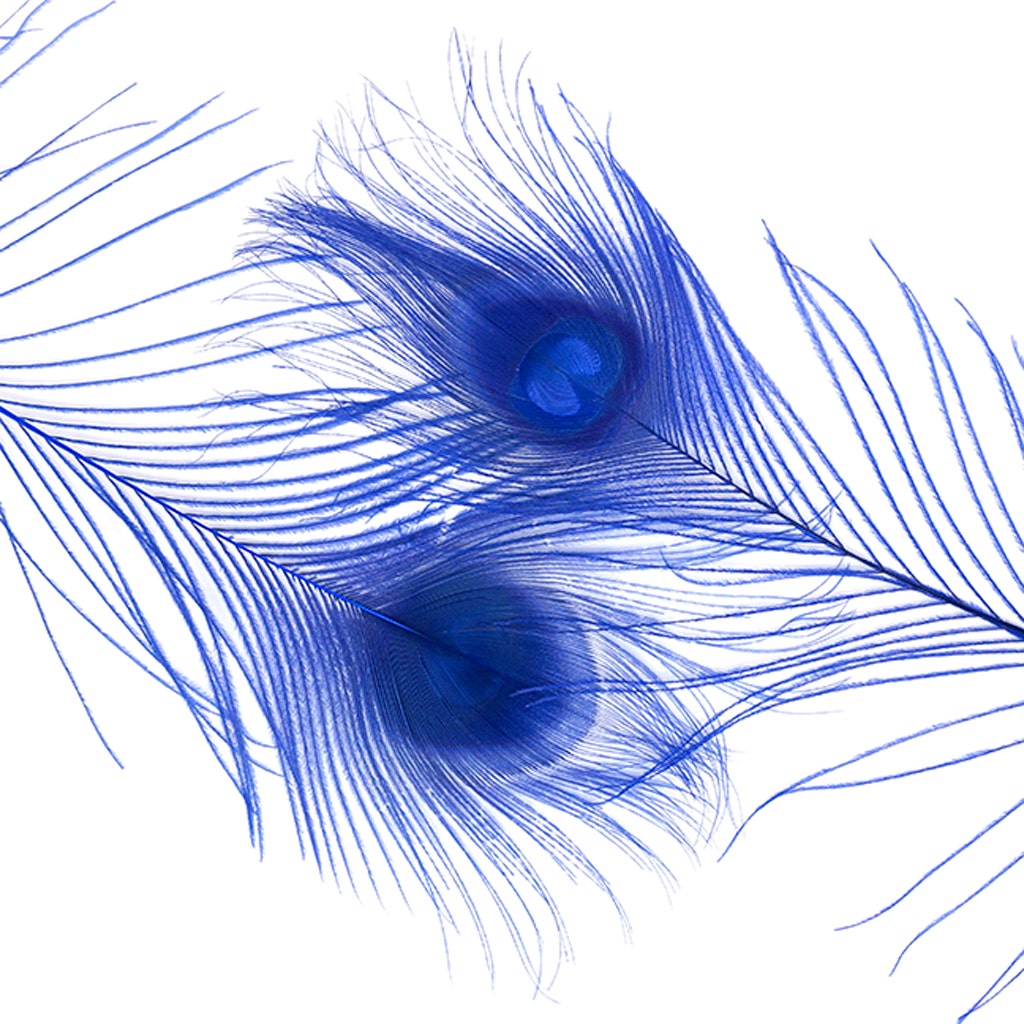 Peacock Tail Eyes Bleached Dyed - Royal