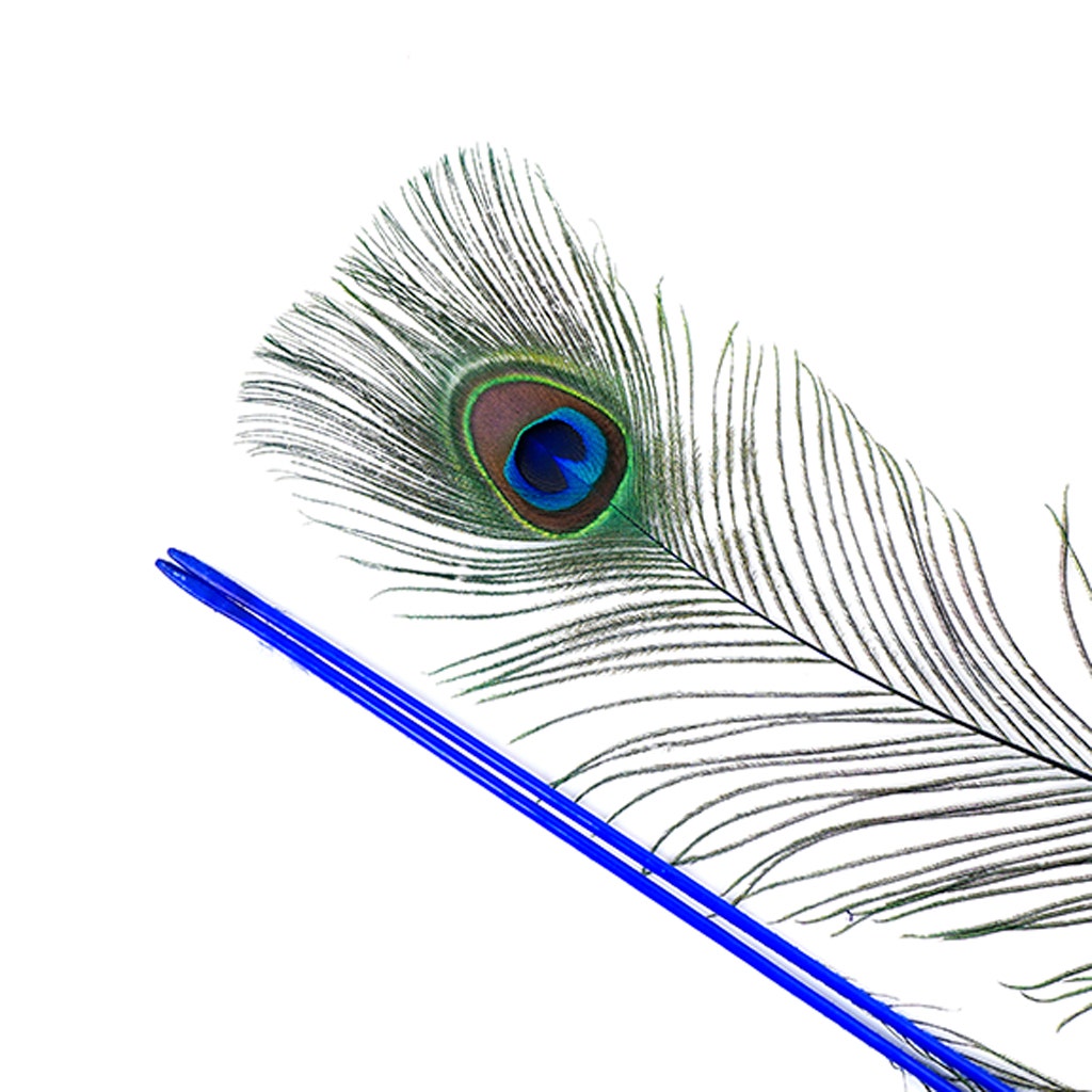 Peacock Feather Eyes Stem Dyed - 25-40 Inch - 10 PCS - Royal