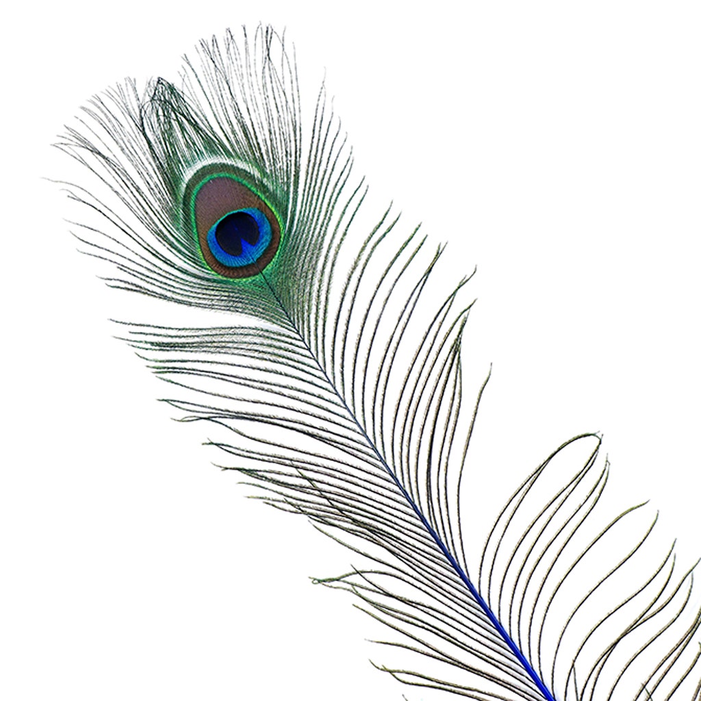 Peacock Feather Eyes Stem Dyed - 25-40 Inch - 10 PCS - Royal
