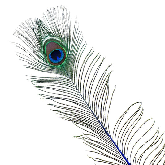 Peacock Feather Eyes Stem Dyed - 25-40 Inch - 10 PCS - Royal