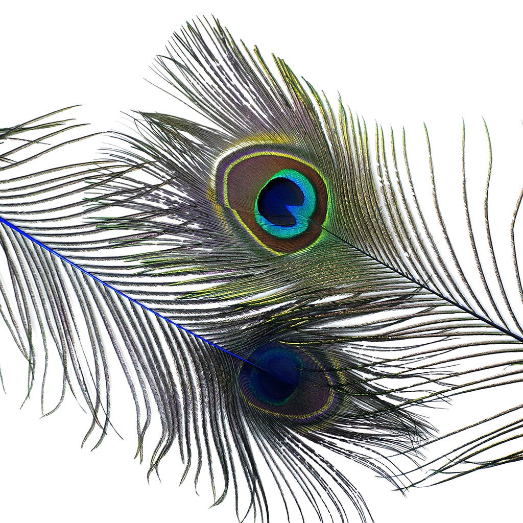 Peacock Feather Eyes Dyed Stem Royal