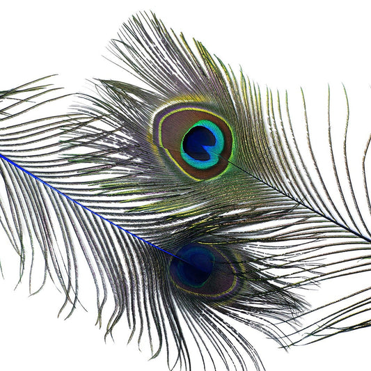 Peacock Feather Eyes Dyed Stem Royal