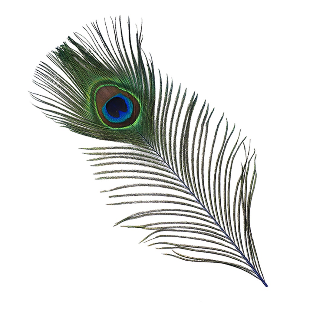Peacock Tail Eyes Stem Dyed - Royal