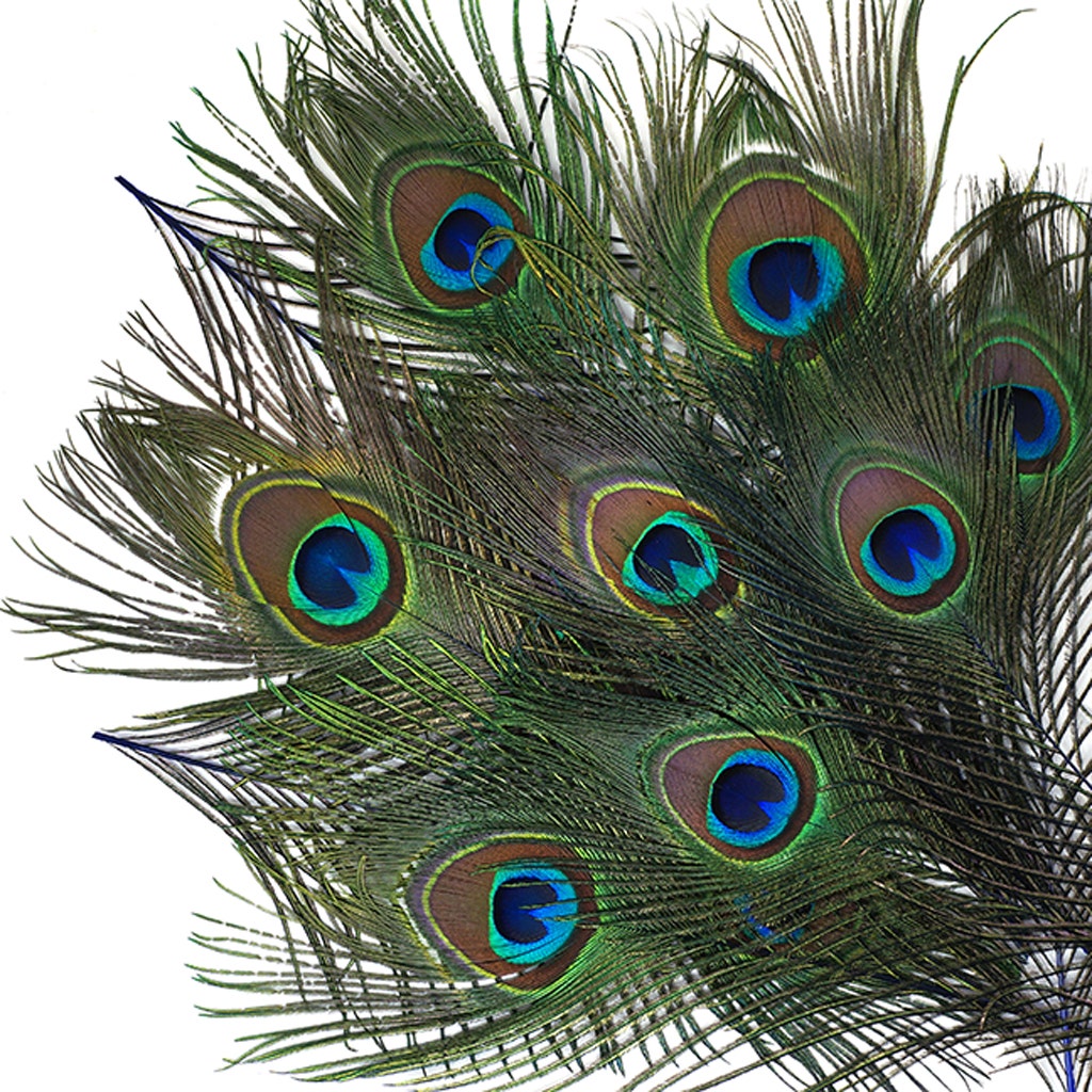 Peacock Tail Eyes Stem Dyed - Royal