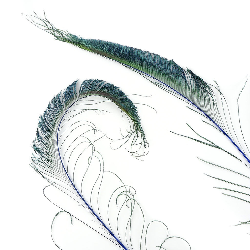 Bulk Peacock Sword Feathers Stem Dyed - 100 pc - 25-40" - Royal