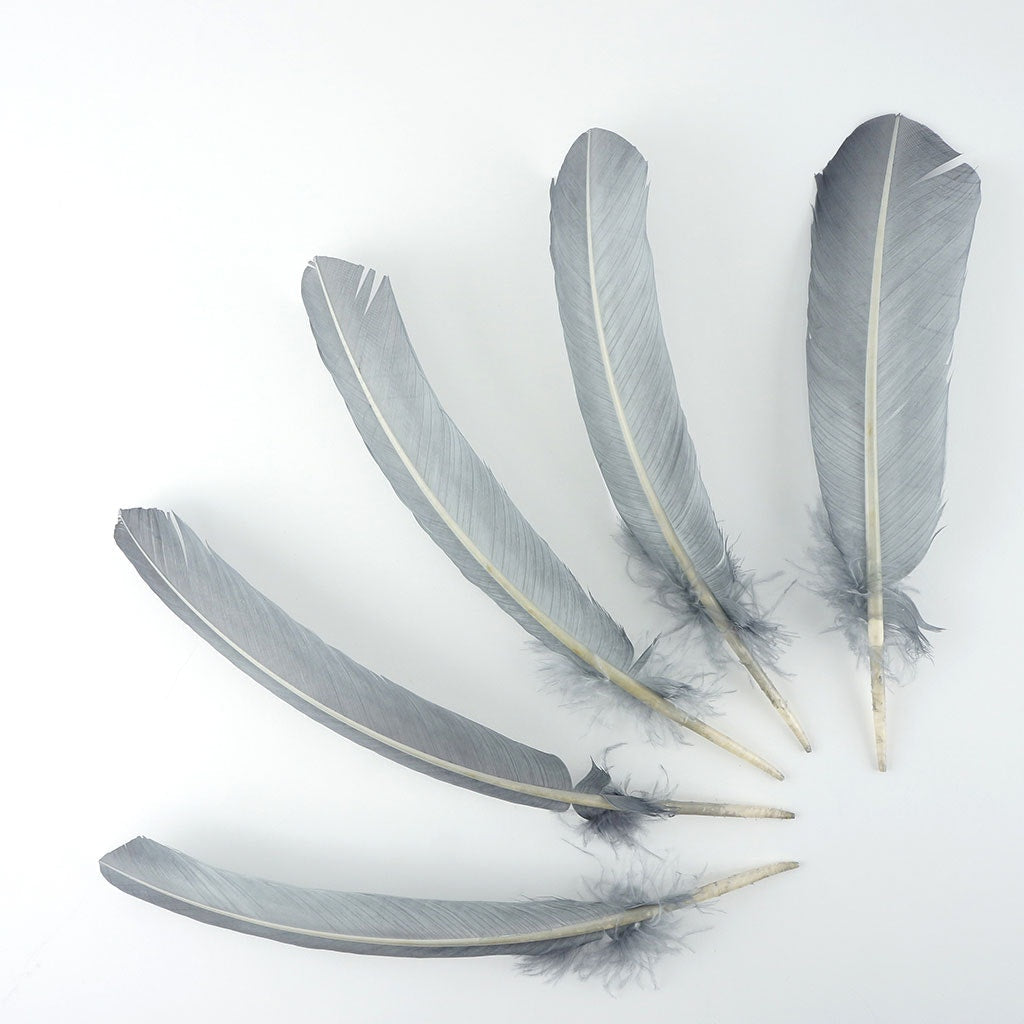 Turkey Quills by Pound - Right Wing - Silver