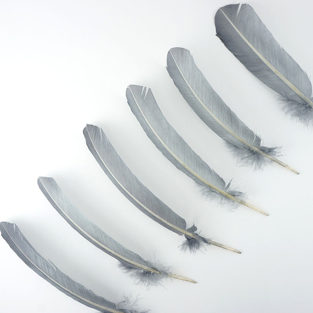 Turkey Quills by Pound - Right Wing - Silver