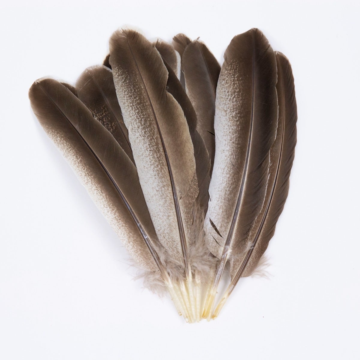 Cinnamon Turkey Quills Selected Feathers - Black-Eggshell-Natural - 12 Pieces