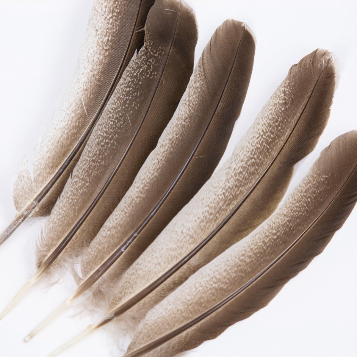Cinnamon Turkey Quills Selected Feathers - Black-Eggshell-Natural - 12 Pieces