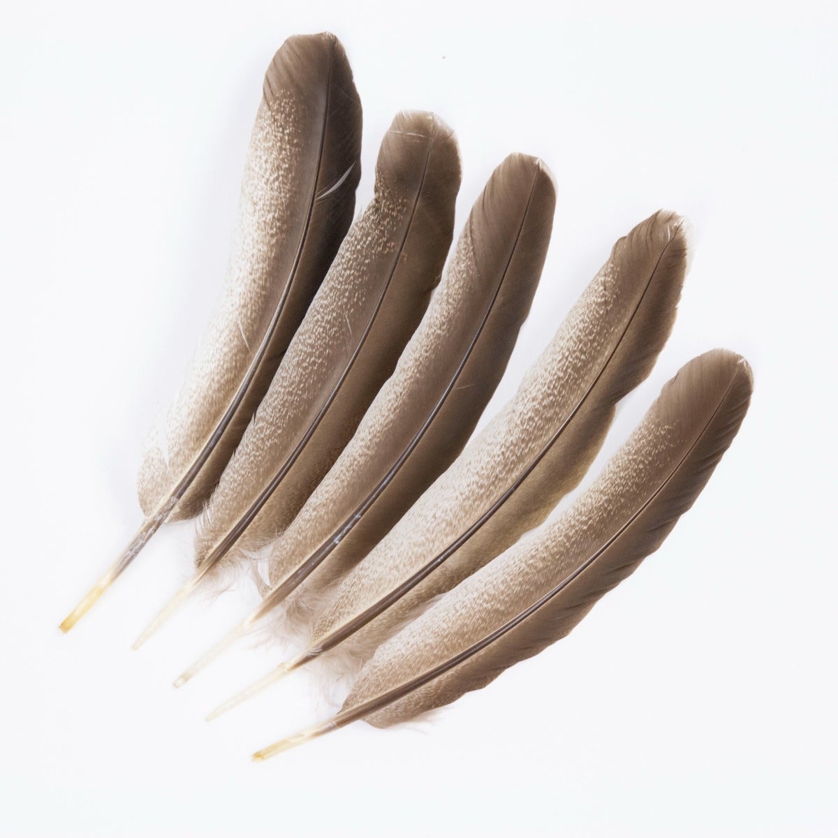 Cinnamon Turkey Quills Selected Feathers - Black-Eggshell-Natural - 12 Pieces