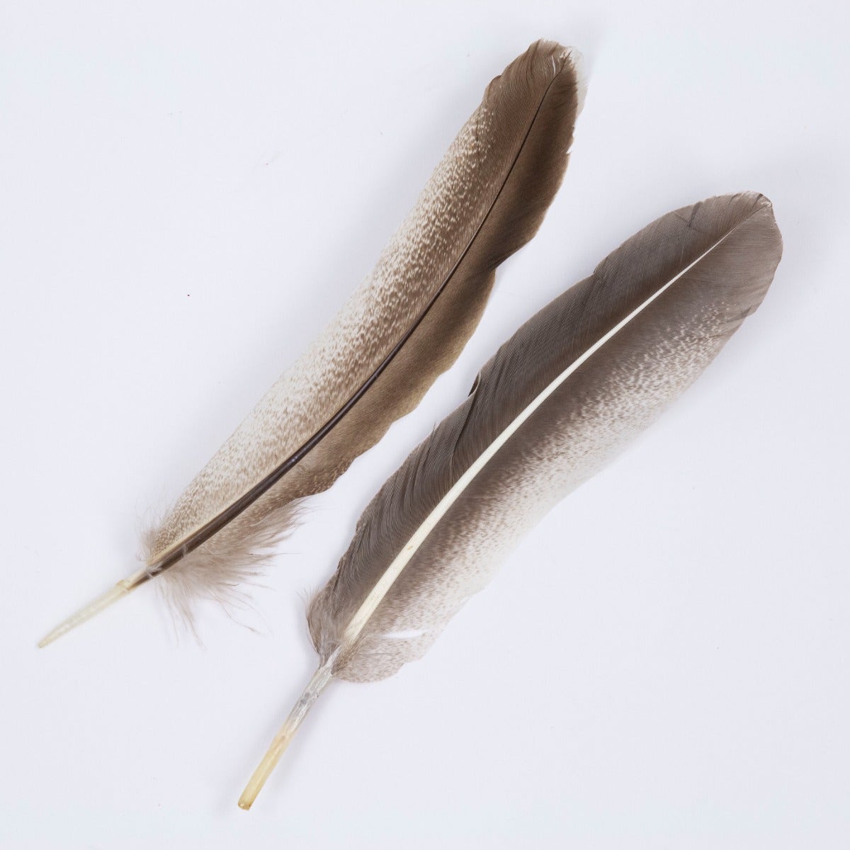 Cinnamon Turkey Quills Selected Feathers - Black-Eggshell-Natural - 12 Pieces