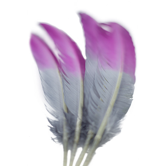 Ombre Turkey Quill Feathers 10-12" Dip .25 lb - Very Berry/Silver