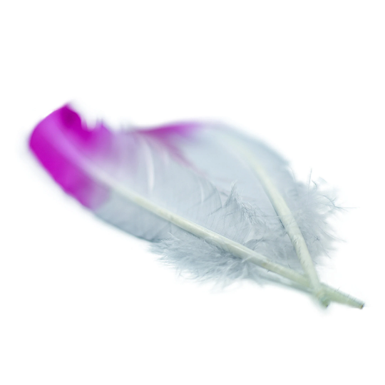 Ombre Turkey Quill Feathers 10-12" Dip .25 lb - Very Berry/Silver
