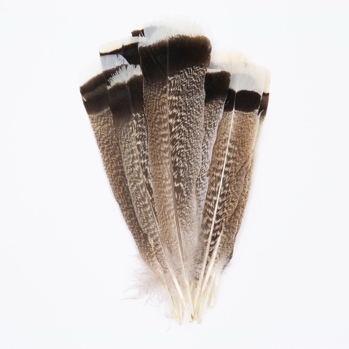 Natural Turkey Tails Selected Feathers - Black-Eggshell-Natural - 10 to 12-inch - 12 Pieces