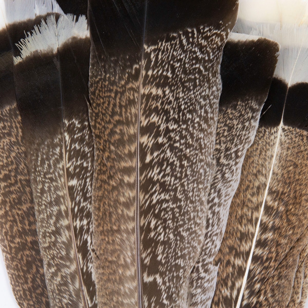 Natural Turkey Tails Selected Feathers - Black-Eggshell-Natural - 10 to 12-inch - 12 Pieces