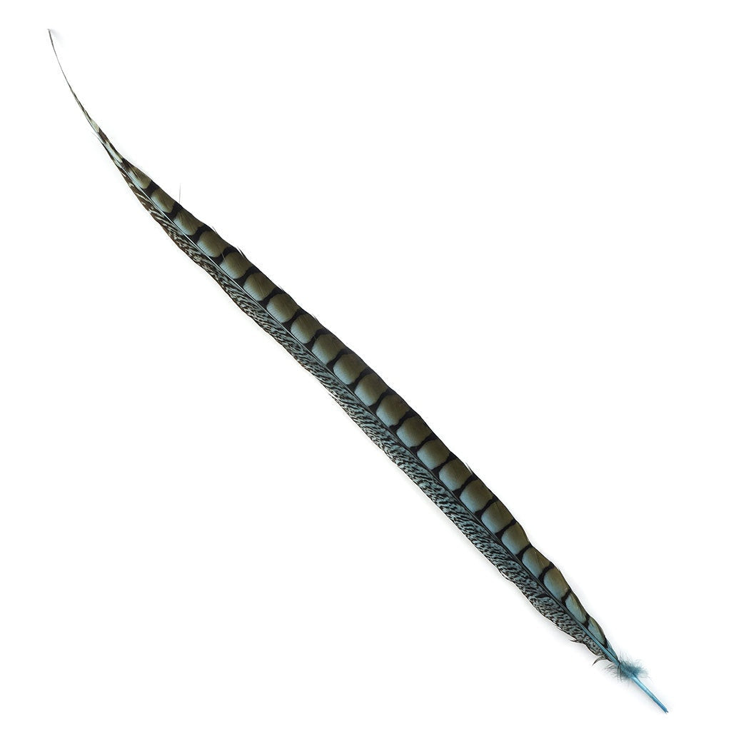 Lady Amherst Pheasant Tails Dyed 1pc Per Package Lt Turquoise