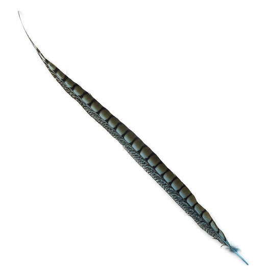 Lady Amherst Pheasant Tails Dyed 1pc Per Package Lt Turquoise