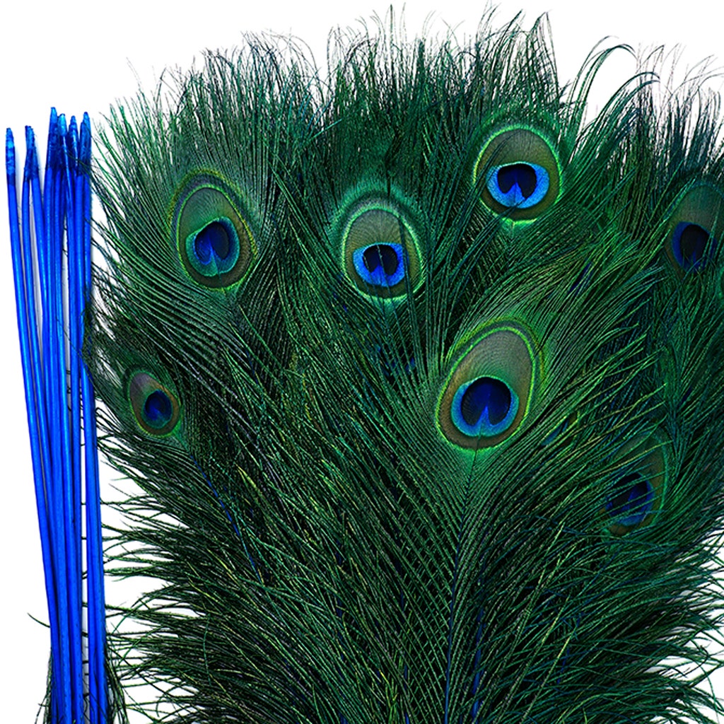 Peacock Tail Eyes Stem Dyed - 25-40 Inch - 100 PCS - Dark Turquoise