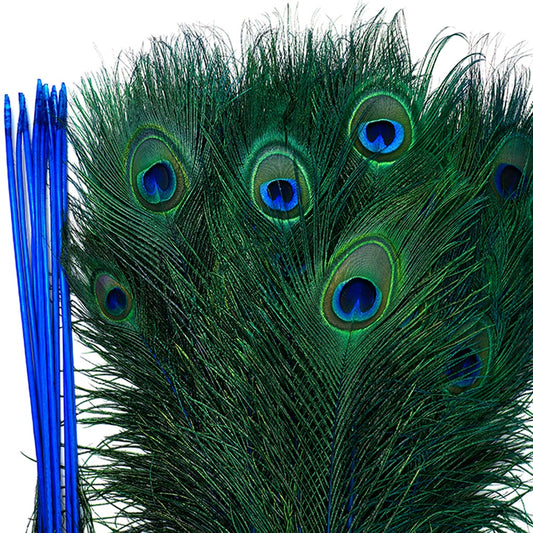 Peacock Tail Eyes Stem Dyed - 25-40 Inch - 100 PCS - Dark Turquoise