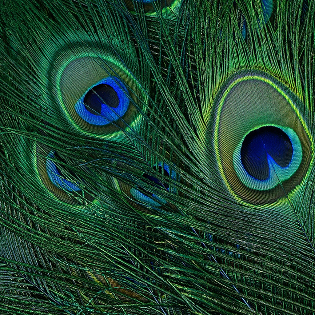 Peacock Tail Eyes Stem Dyed - 25-40 Inch - 100 PCS - Dark Turquoise