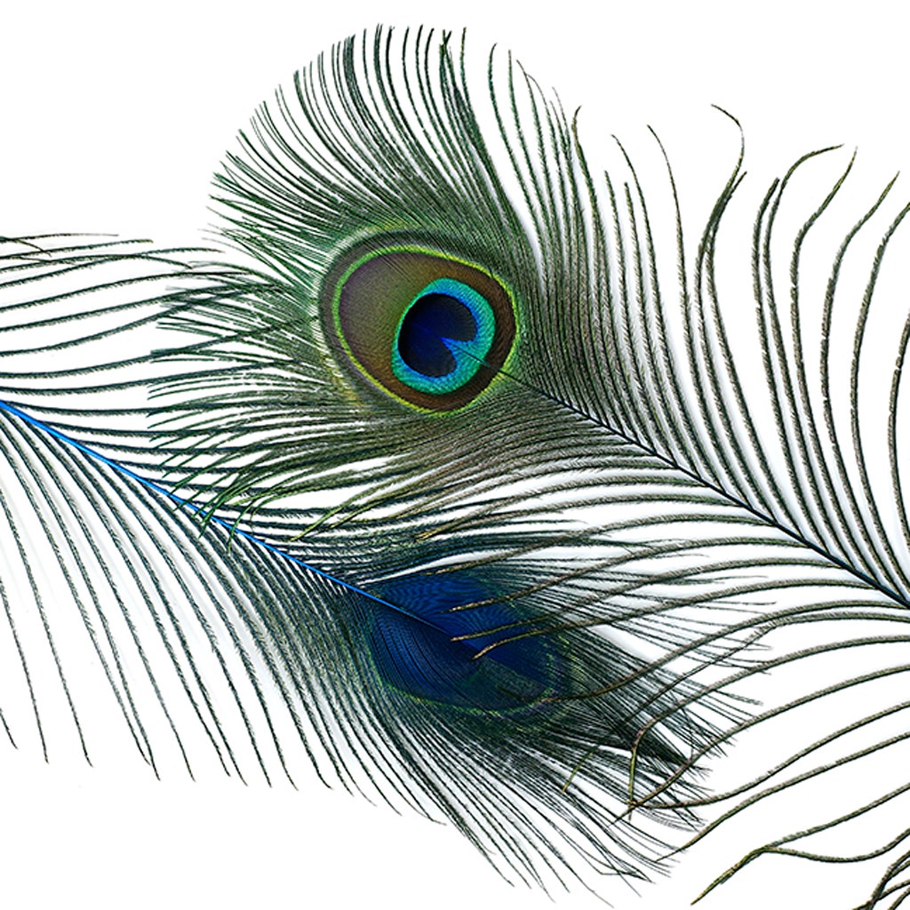 Peacock Tail Eyes Stem Dyed - 25-40 Inch - 100 PCS - Dark Turquoise