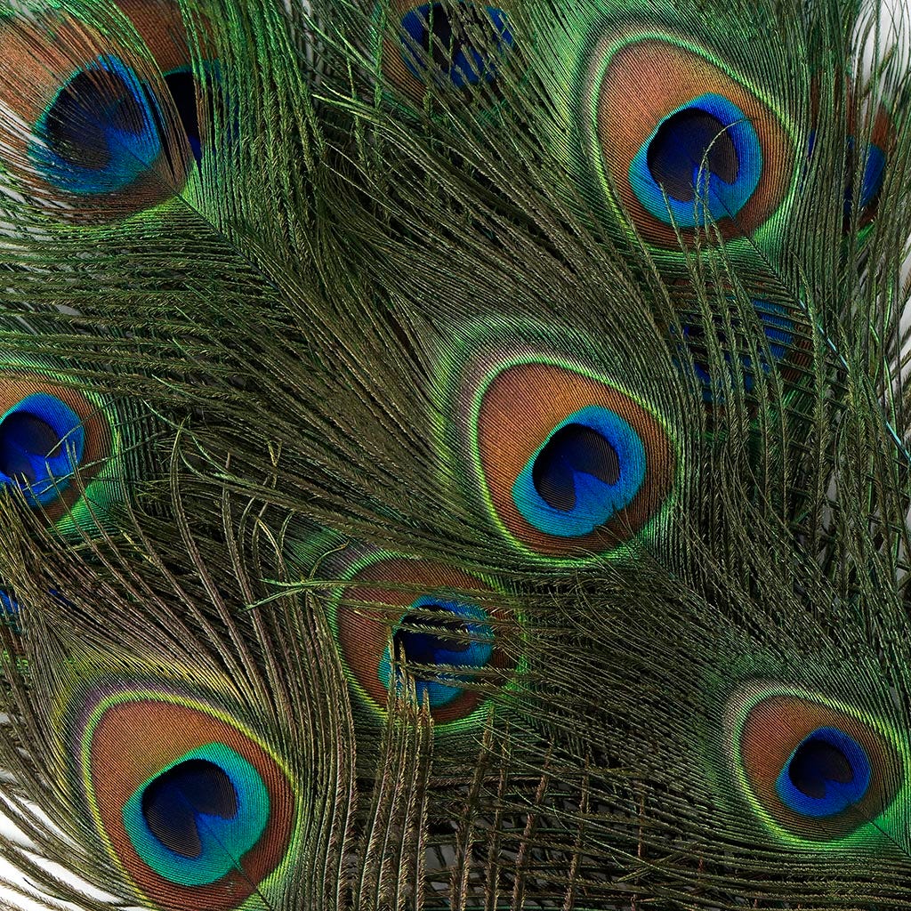 Peacock Feather Eyes Stem Dyed - 25-40 Inch - 10 PCS Light Turquoise