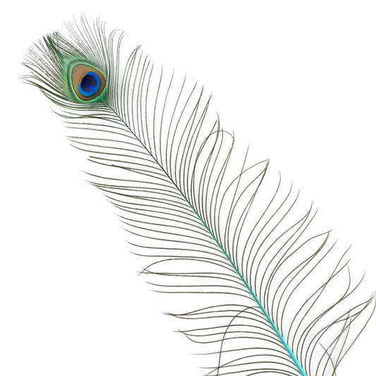 Peacock Feather Eyes Stem Dyed - 25-40 Inch - 10 PCS Light Turquoise