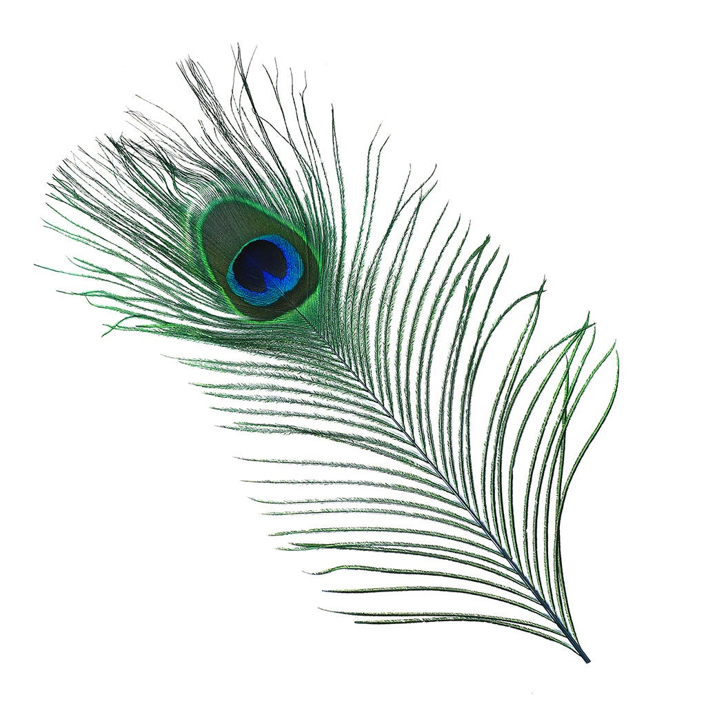 Peacock Feather Eyes Dyed Stem Dk Turquoise