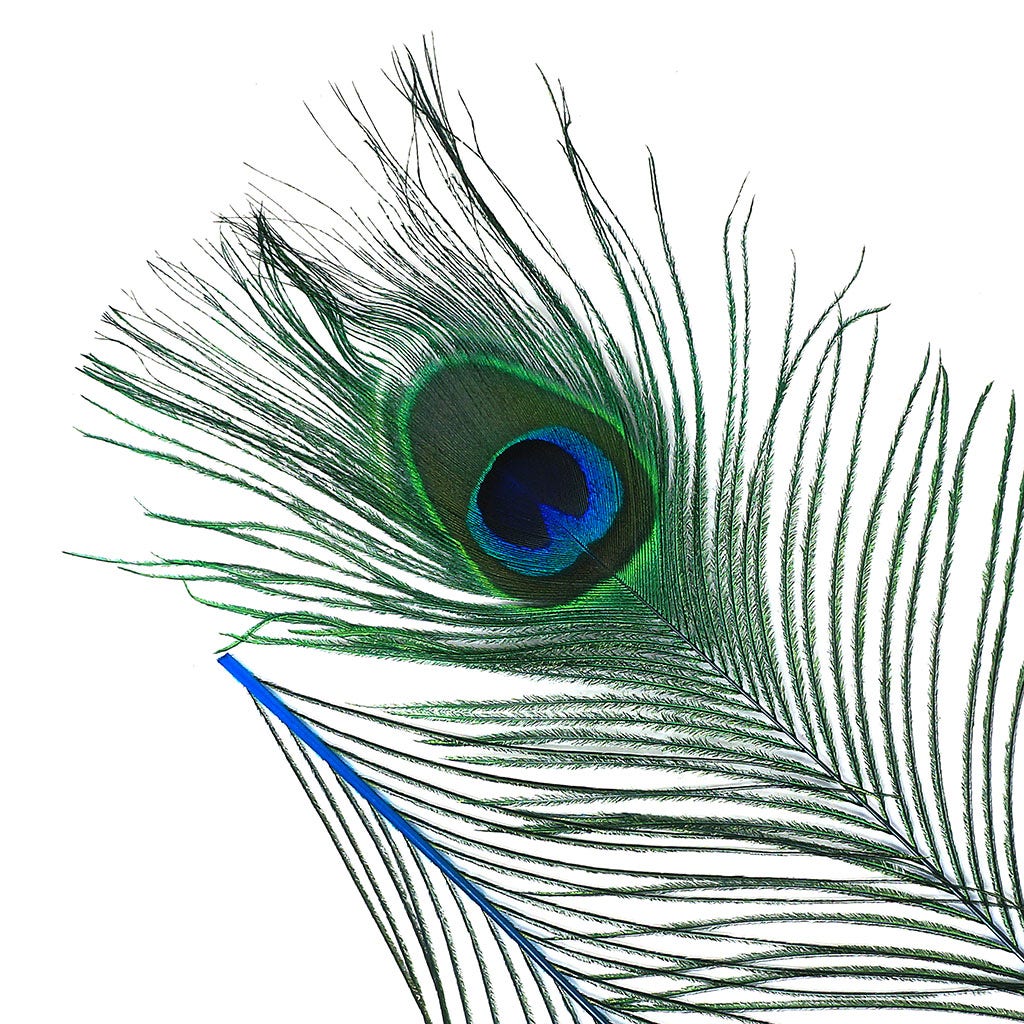 Peacock Feather Eyes Dyed Stem Dk Turquoise