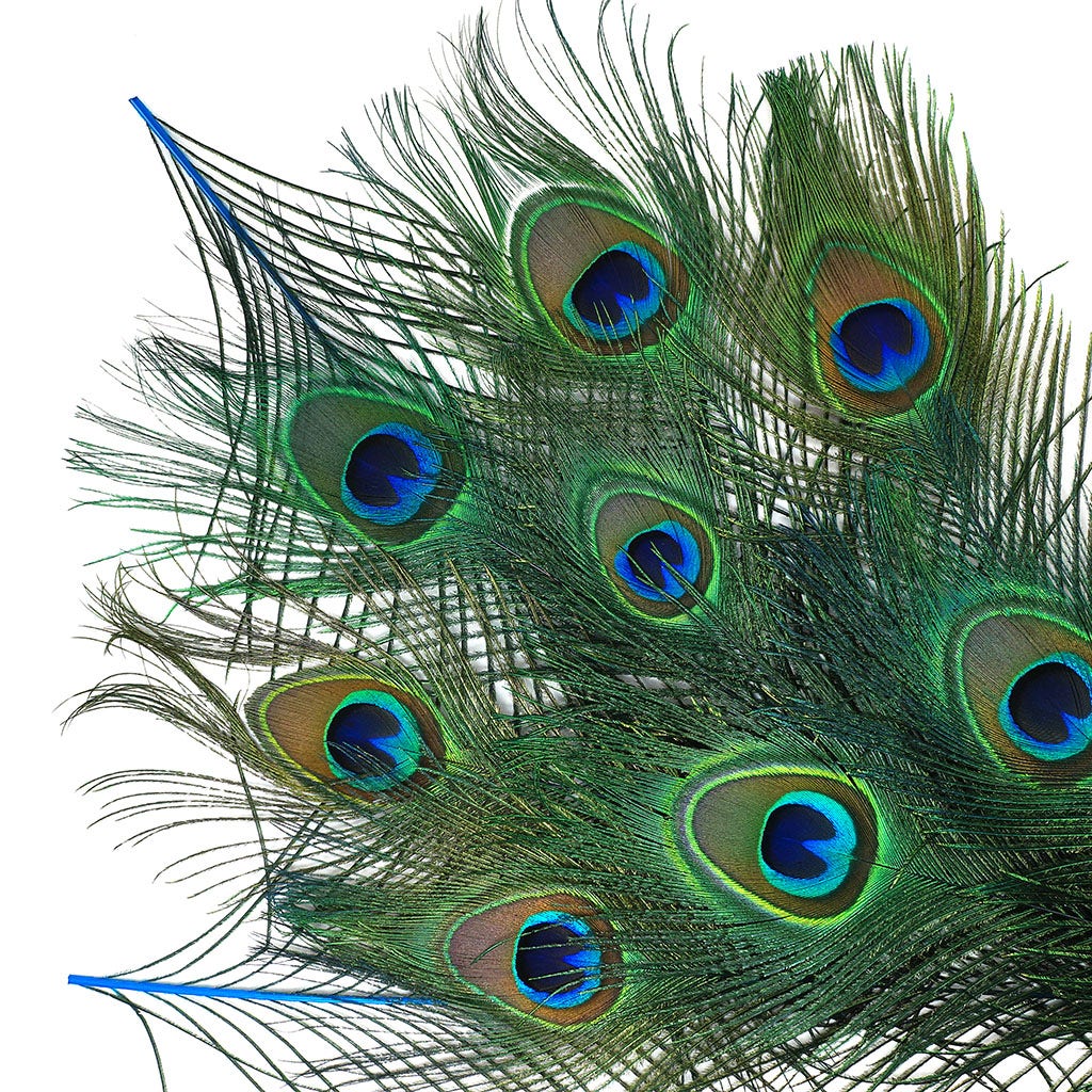 Peacock Feather Eyes Dyed Stem Dk Turquoise