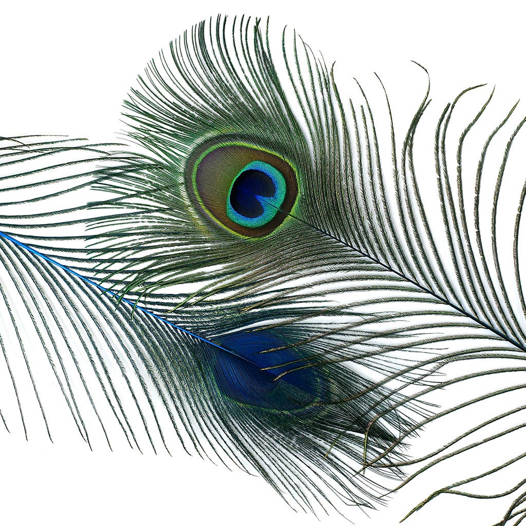 Peacock Feather Eyes Dyed Stem Dk Turquoise