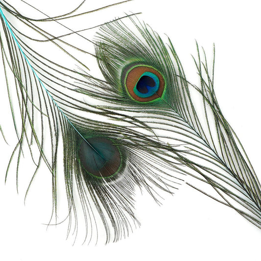 Peacock Feather Eyes Dyed Stem Lt Turquoise