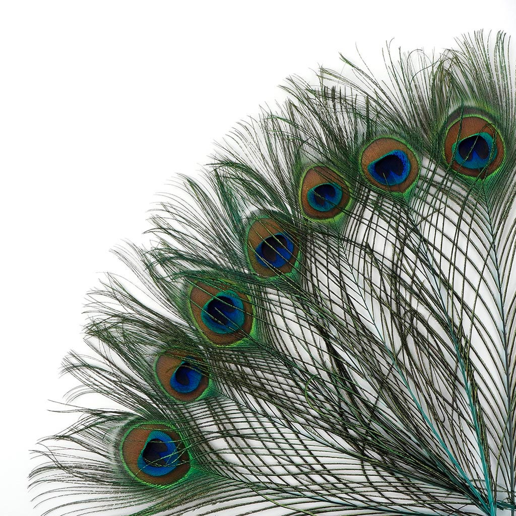 Peacock Tail Eyes Stem Dyed Light Turquoise