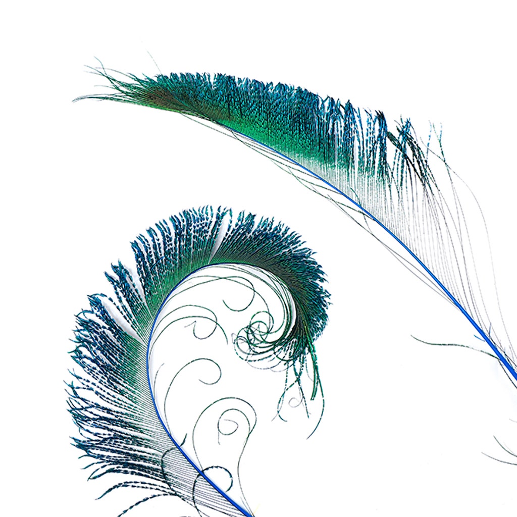 Peacock Sword 15-25" Stem Dyed 10 pc/pkg - Dark Turquoise