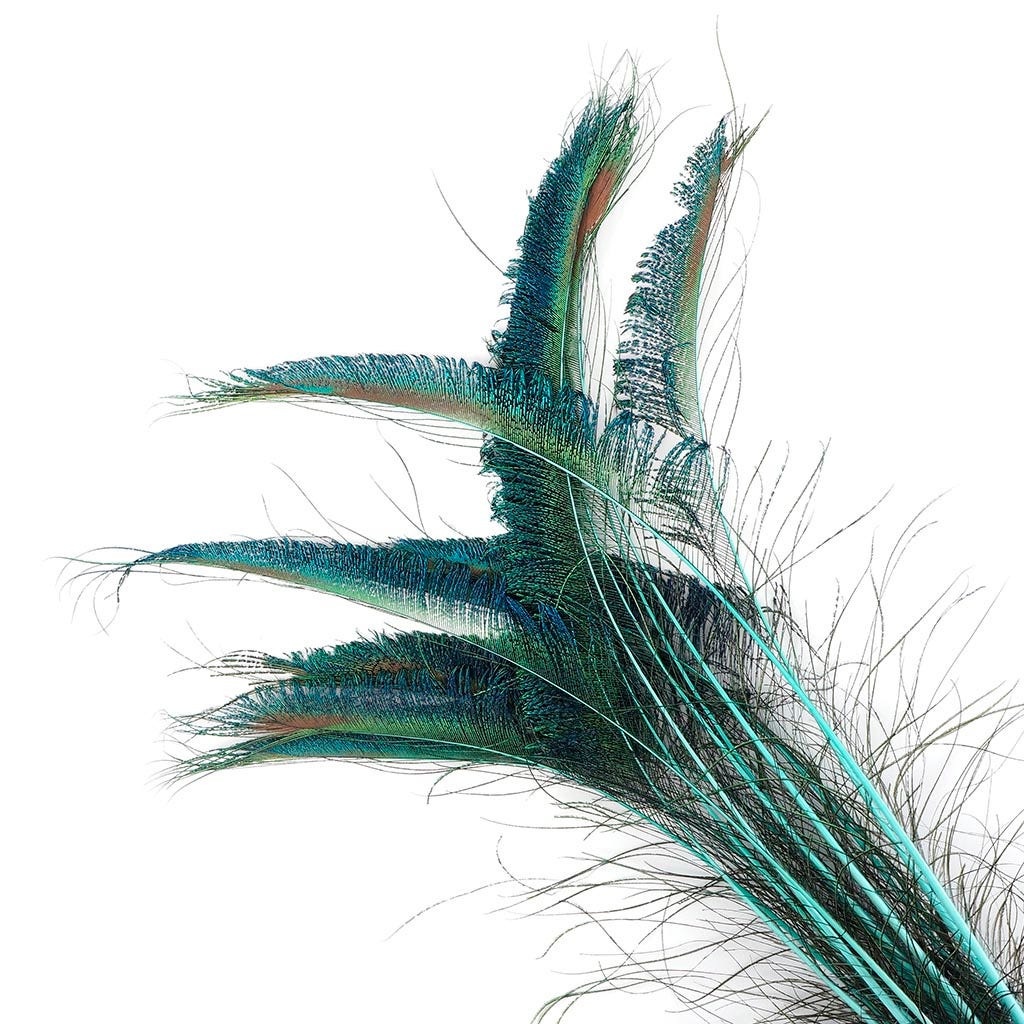 Peacock Swords Stem Dyed Light Turquoise
